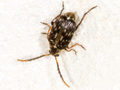 Bruchidius varius